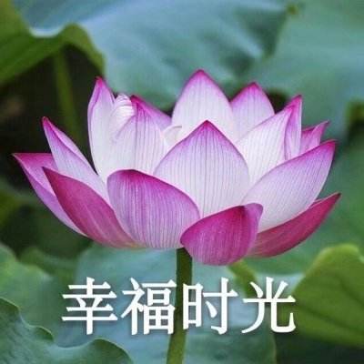 彩6官网手机版