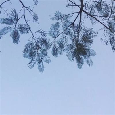 272EBH仙踪林