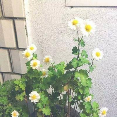 澳洲八大